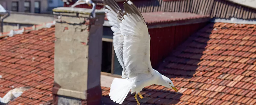 Residential Chimney Animal Removal Solution in North Lynnwood, WA