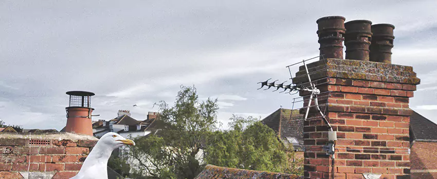 Chimney Cleaning And Restoration in North Lynnwood, Washington